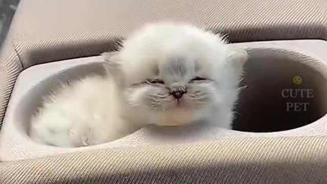 cute cat #funny