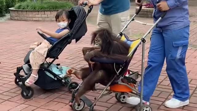 orangutans