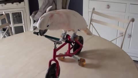 PARROT BIKES LIKE A PROFESSIONAL