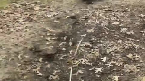 Funny Video | Animals