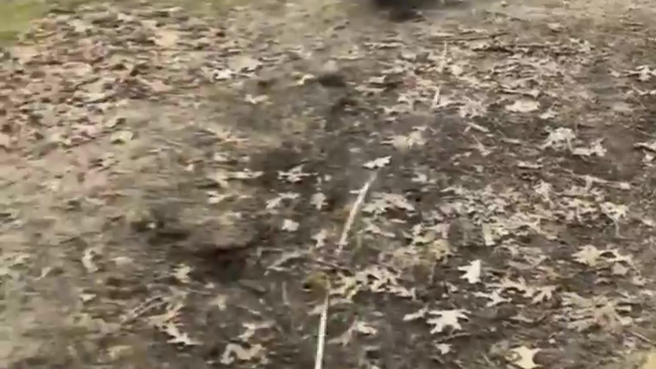Funny Video | Animals