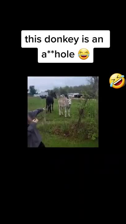 This donkey's laugh is hilarious