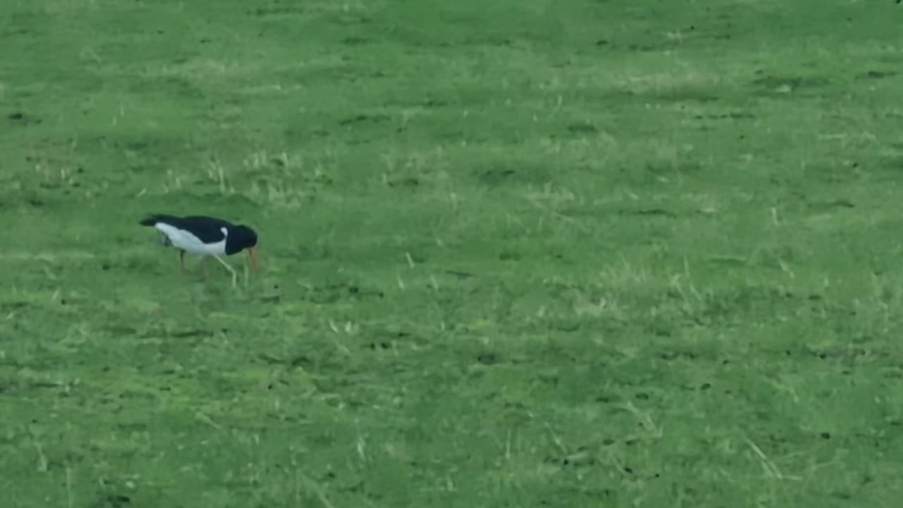 Oystercatcher On A Field In Wales