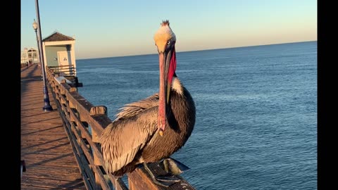 Pelican