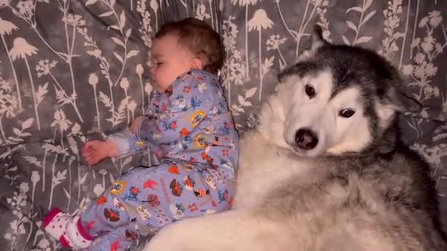 My Husky Does Everything She Can To Stop My Sad Poorly Baby Crying