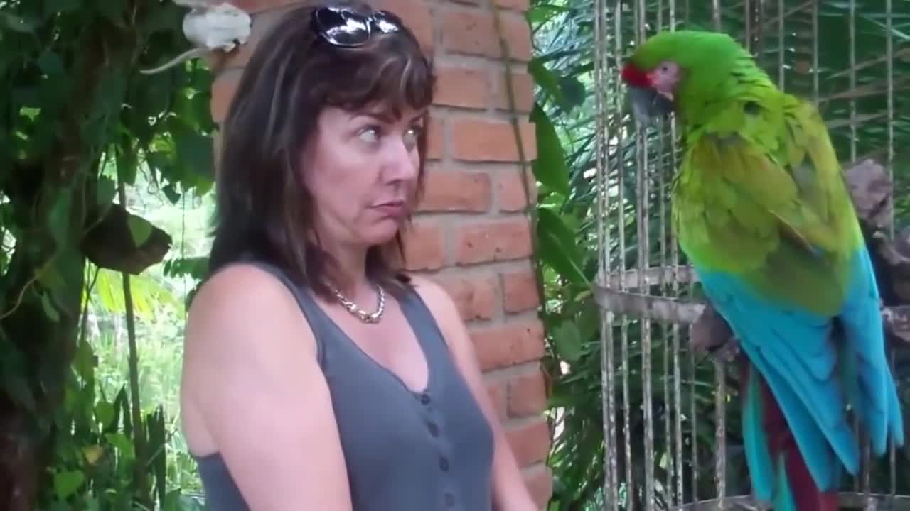 A Parrot and A Tourist?? What could go next??