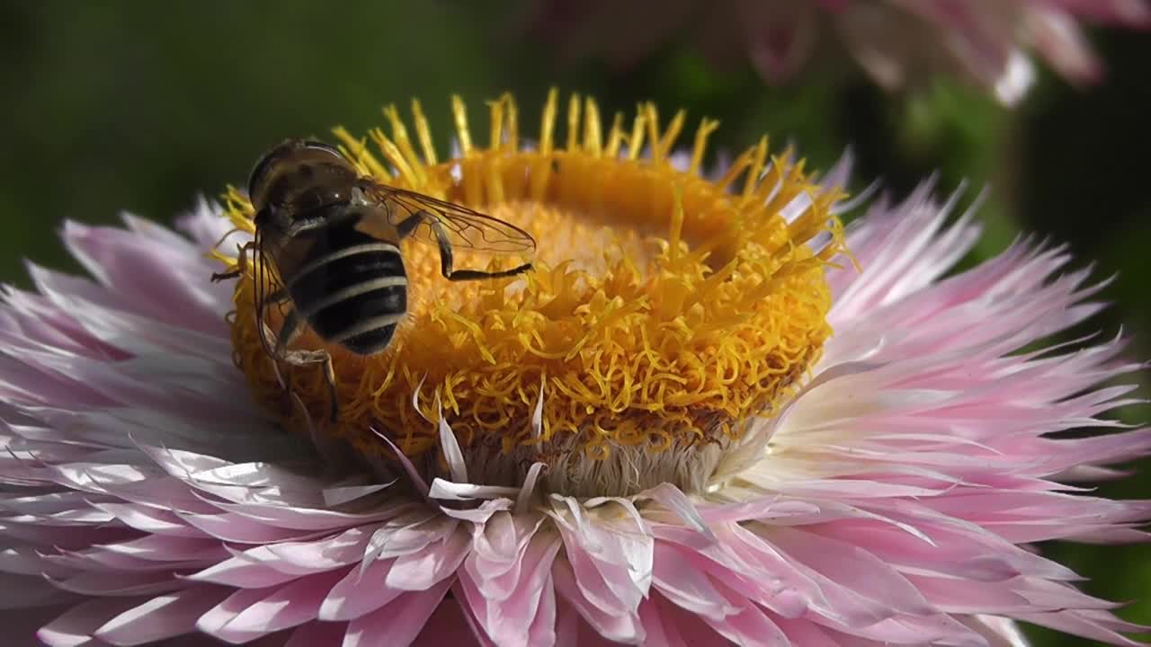 Bee in nature