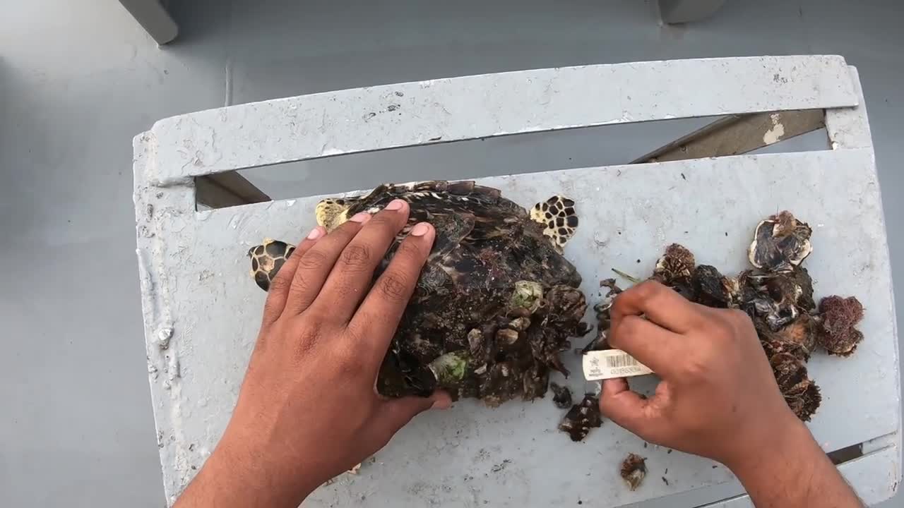 Rescue Sea Turtle Removing Barnacles From a Poor Sea Turtle | animals, Nature, turtles, ocean, ASMR