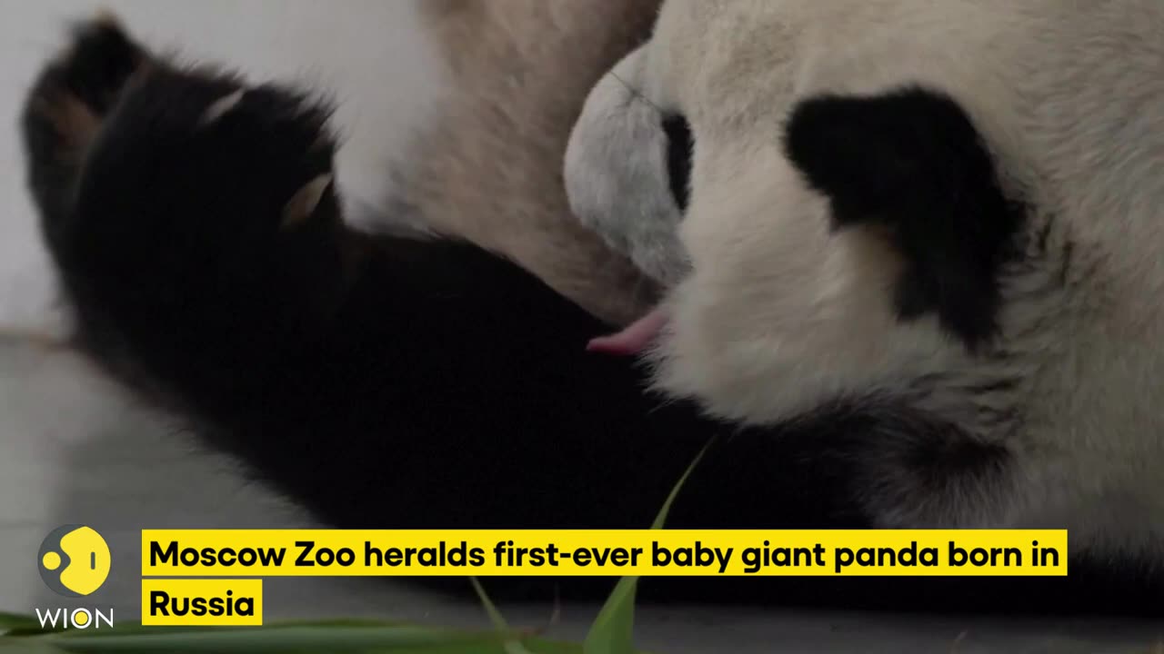 Moscow Zoo heralds first-ever baby giant panda born in Russia