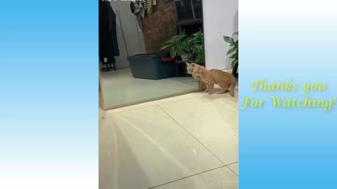 Cute and funny cat reaction can't stop laughing part 4