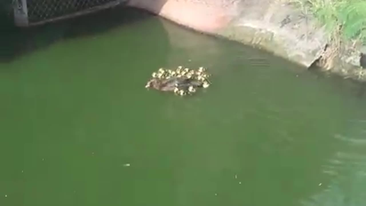 Duck mom teaches how to swim