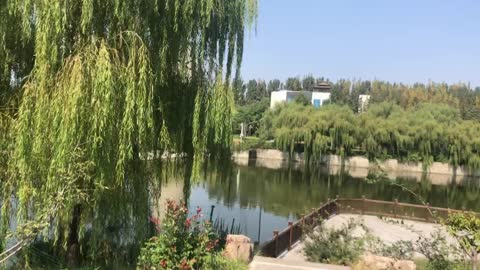 Willows grow by the river, guarding the peace of the river