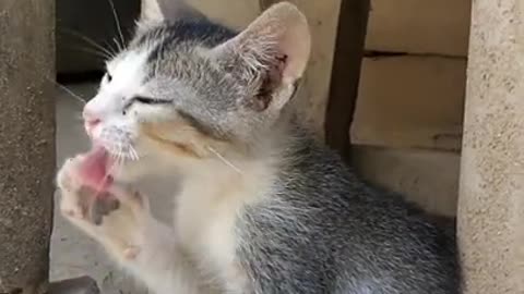 Baby cat funny video #funnycat #catvideo