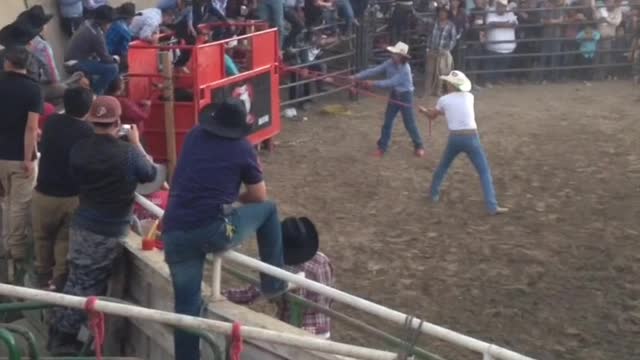 Bull Riding Whiplash