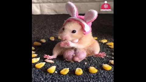 Funny and Cute Hamster Compilation