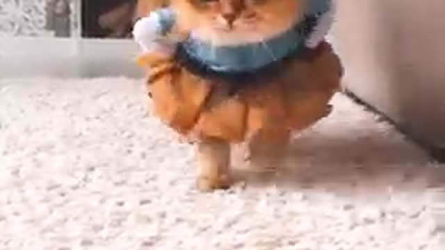 Cute cats and funy dogs vidios 2 #short