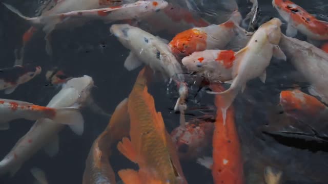 Amazing Fish Videos #1