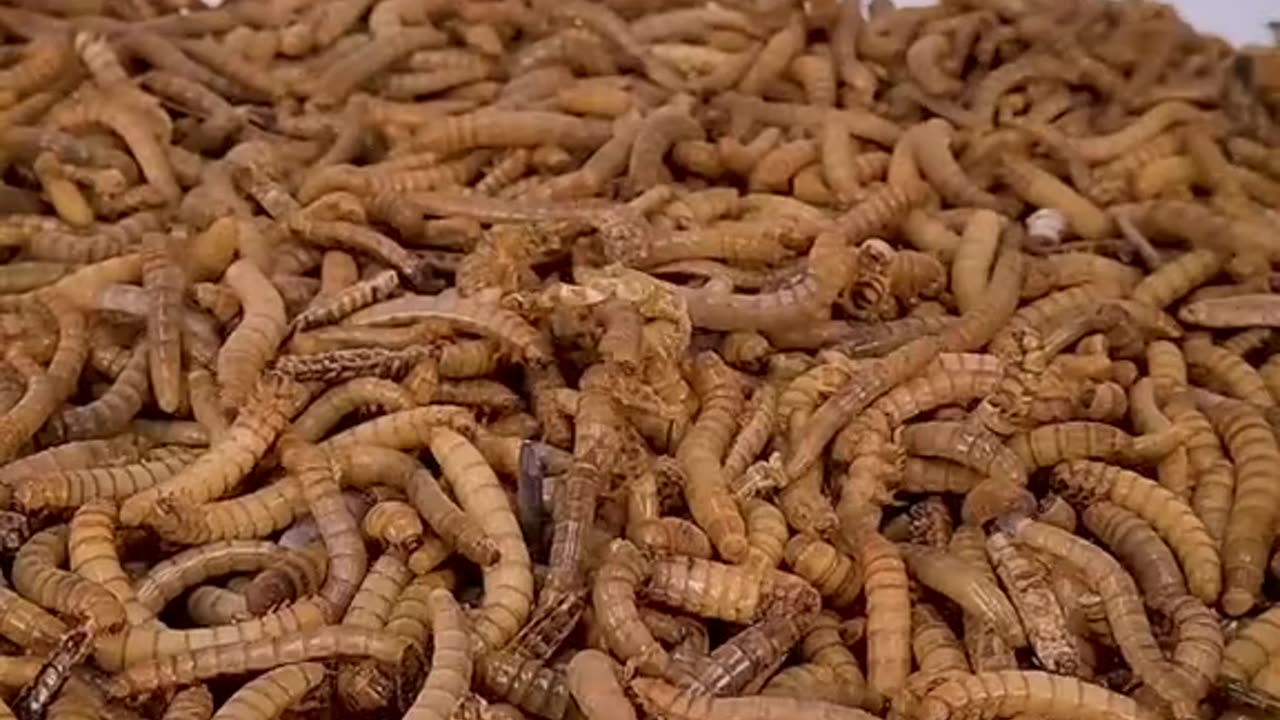 mealworms vs halloween pumpkin