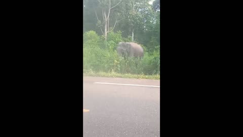 elephants enter the village