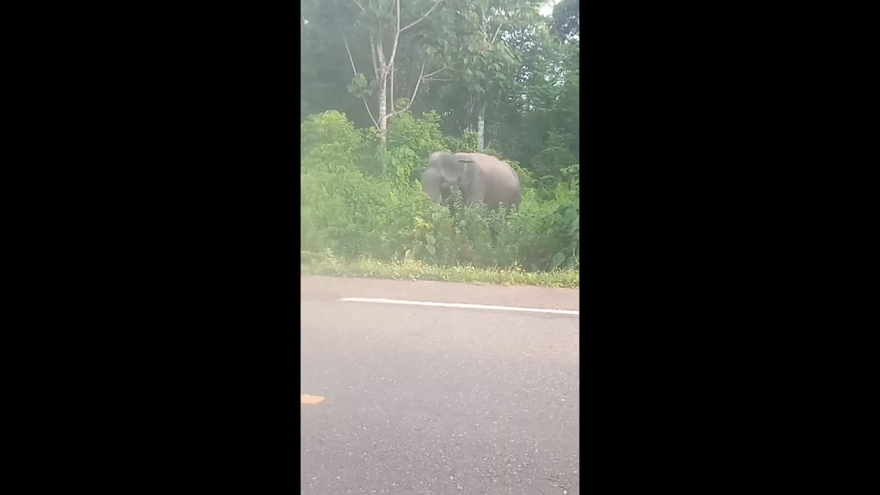 elephants enter the village