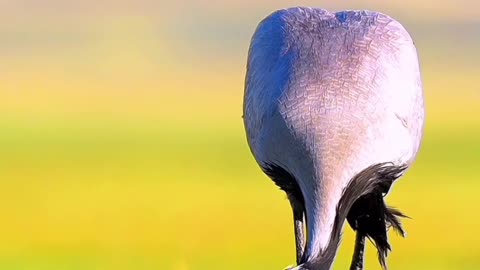 Meet the Majestic Common Crane Bird