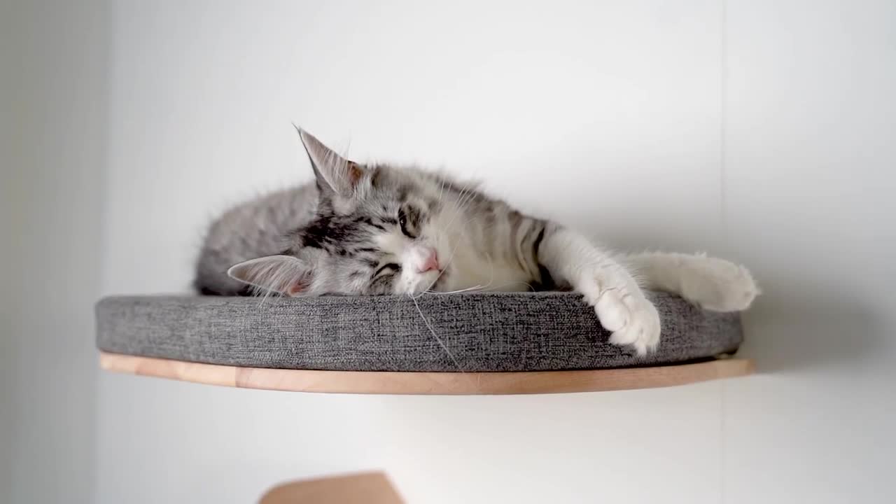 PT2! How cute are these cats going through and over our new RHRQuality Modular C