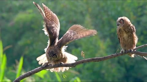 Eagle owl