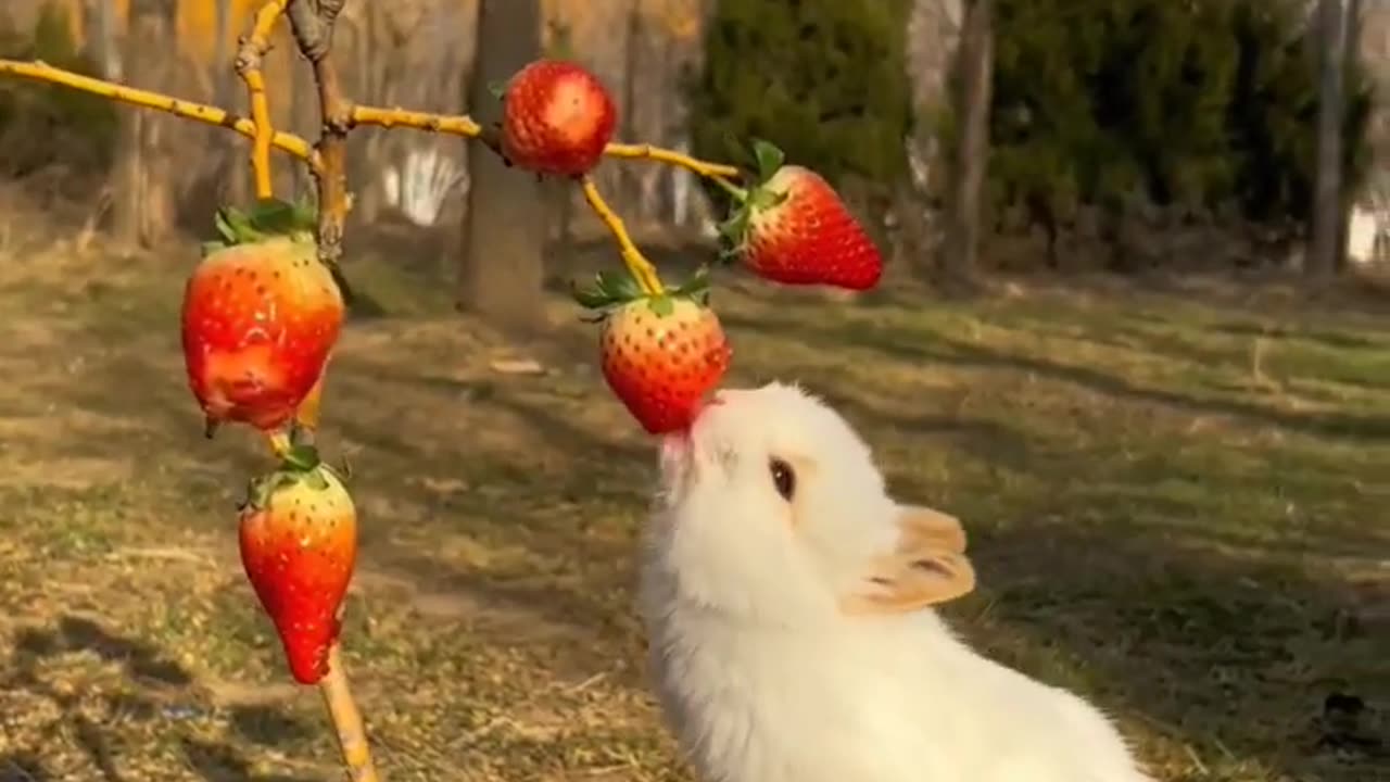 Baby rabbit eating strawberry