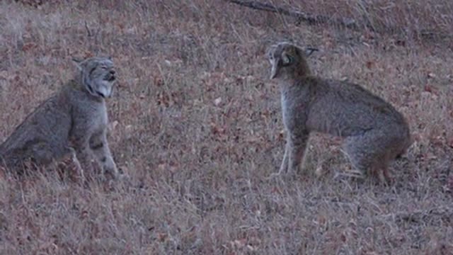 Lynx Alberta Canada