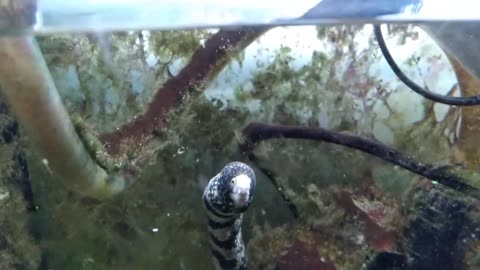 Hand Feeding Snowflake Moray Eel - VI