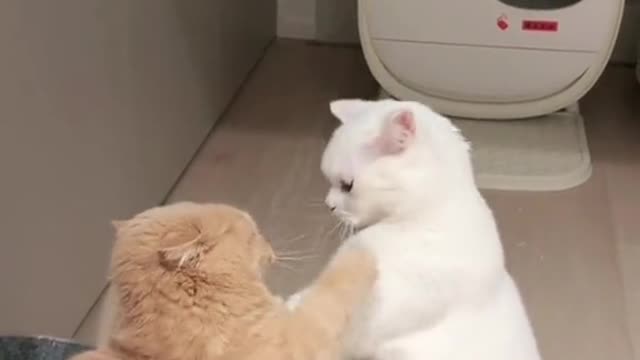 The brown cat is pooping 😼😼😼