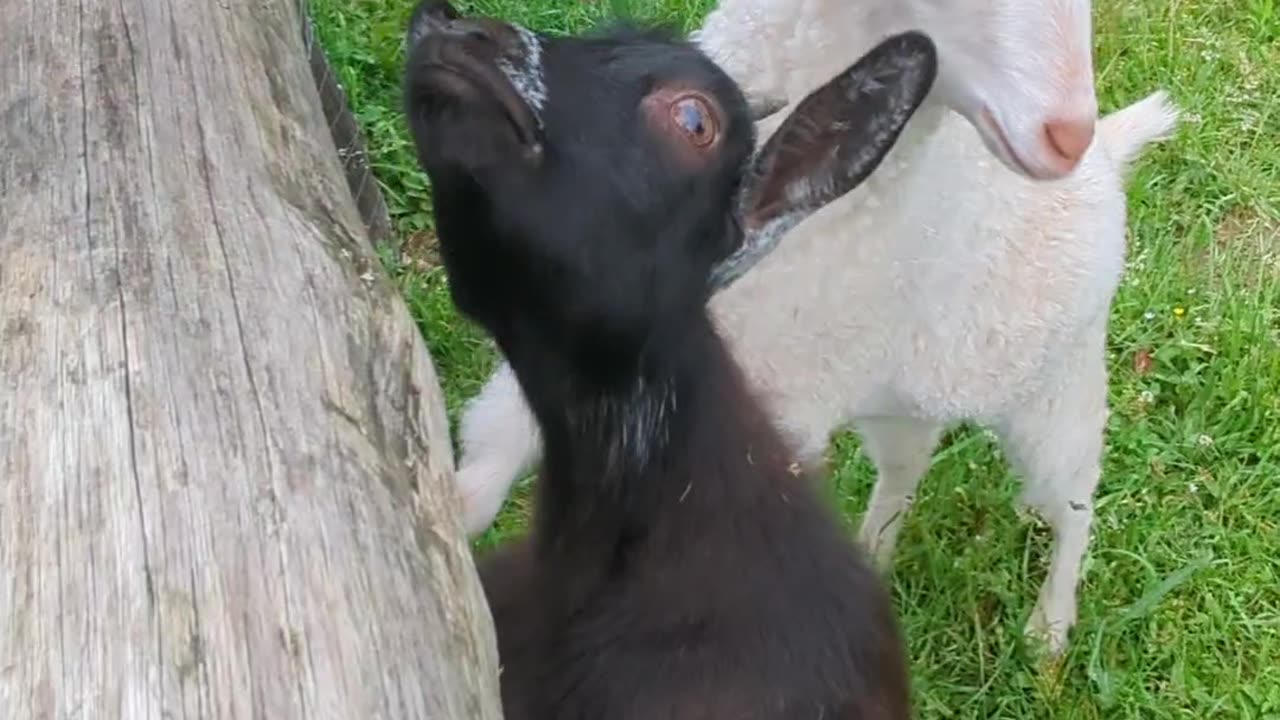 Little black goat is trying to eat my bracelet