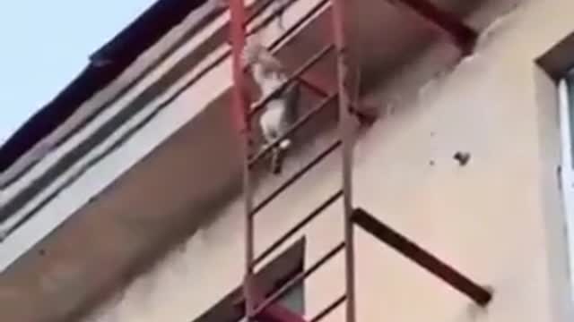 Cat climbing stairs