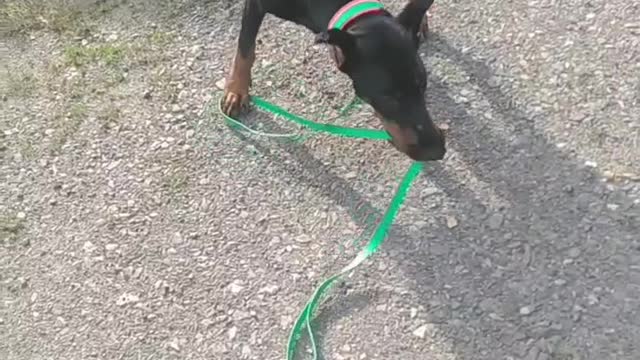 Helpful Pup Fetches Fallen Objects