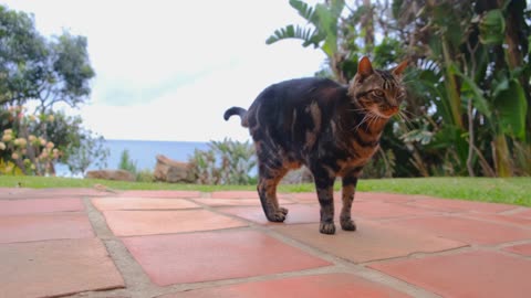 Pet cat on the bricks