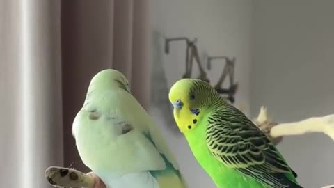 Budgies love ,Birds love