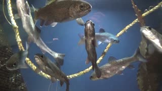 Steelhead Trout