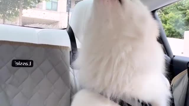 The smiling angel Samoyed