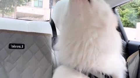 The smiling angel Samoyed