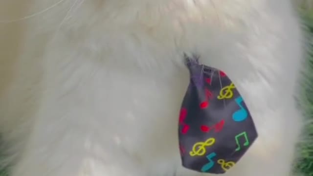 Cat handsome