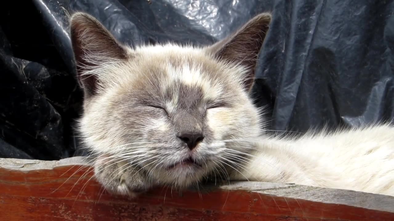 Cute Cats View In 4k - Cats Animation Film