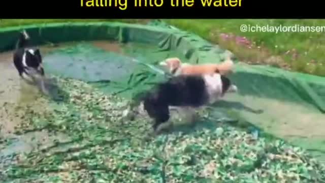 Accidentally fell into the water