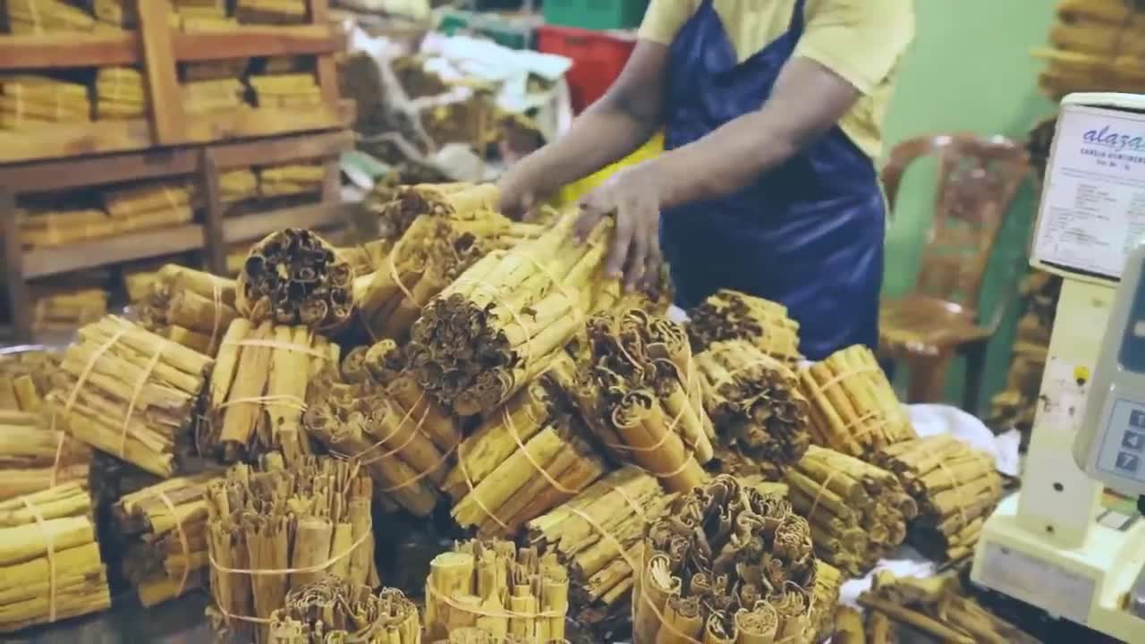 Cinnamon Making Process | Modern Ceylon Cinnamon Harvesting | How Ceylon Cinnamon Is Made