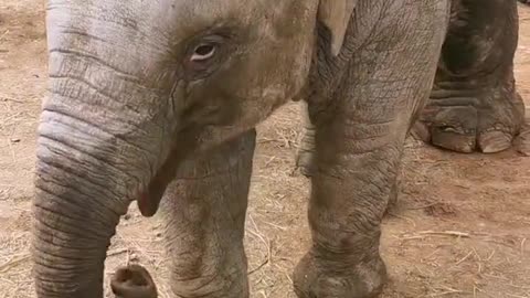 Cute baby elephant