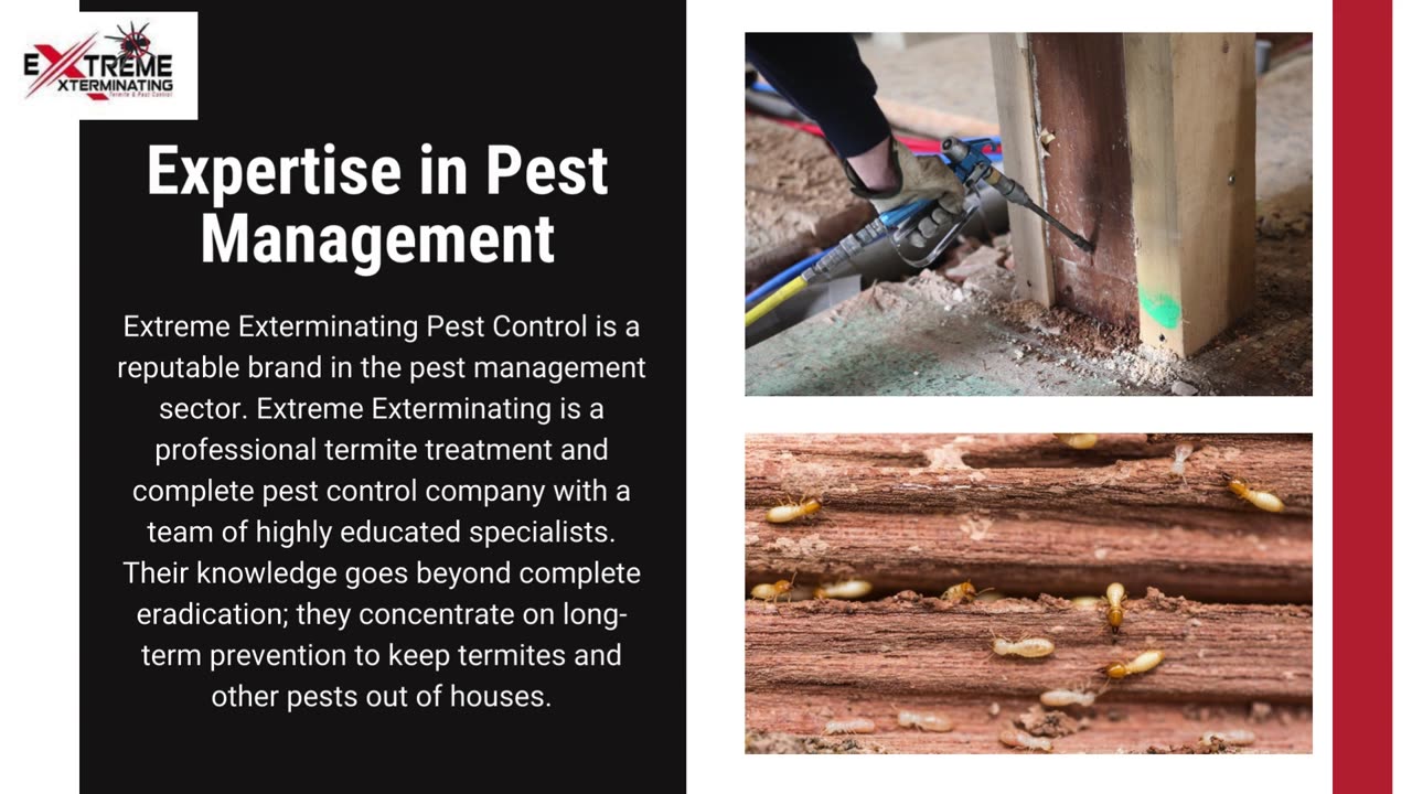 Protecting Your Home with Professional Termite Treatment