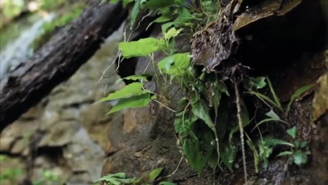 30 seconds whatsapp status nature videos.