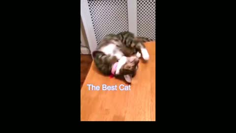 The cat fell while playing, cat funny video, cute cat,