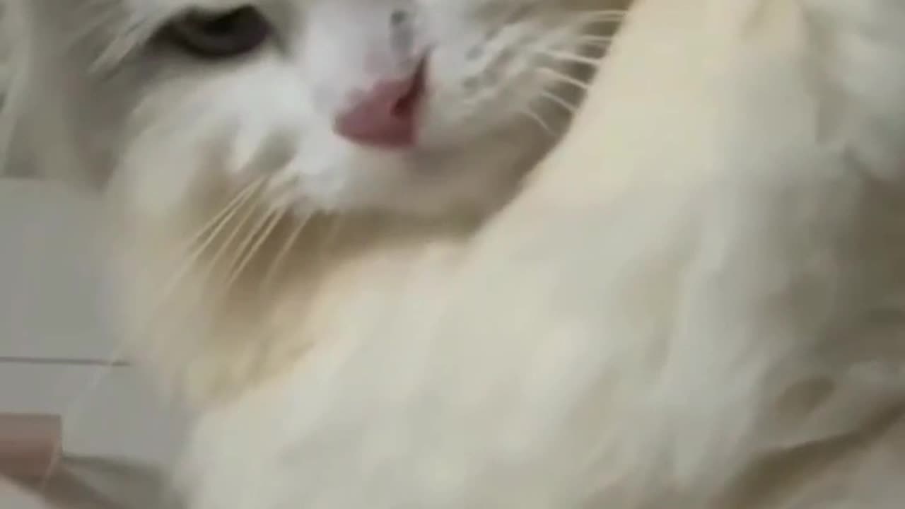 Funny Cats Videos 01