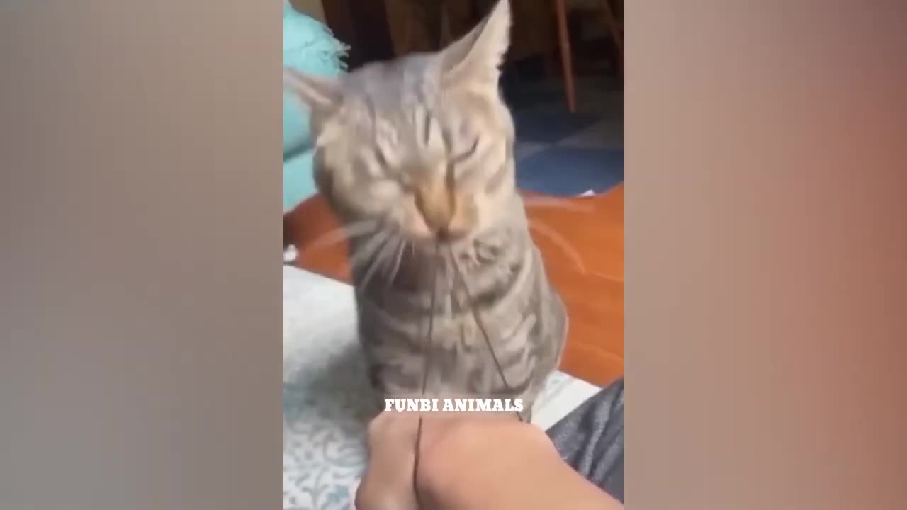 Funniest Cats And Dogs Videos 😁 - Best Funny Animal Videos 2023