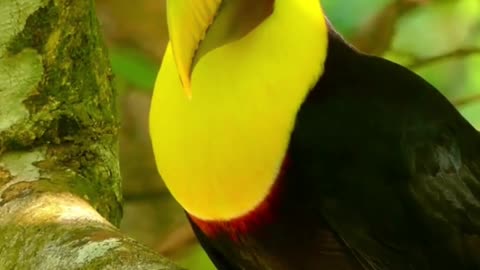 YELLOW TUCANO BIRD